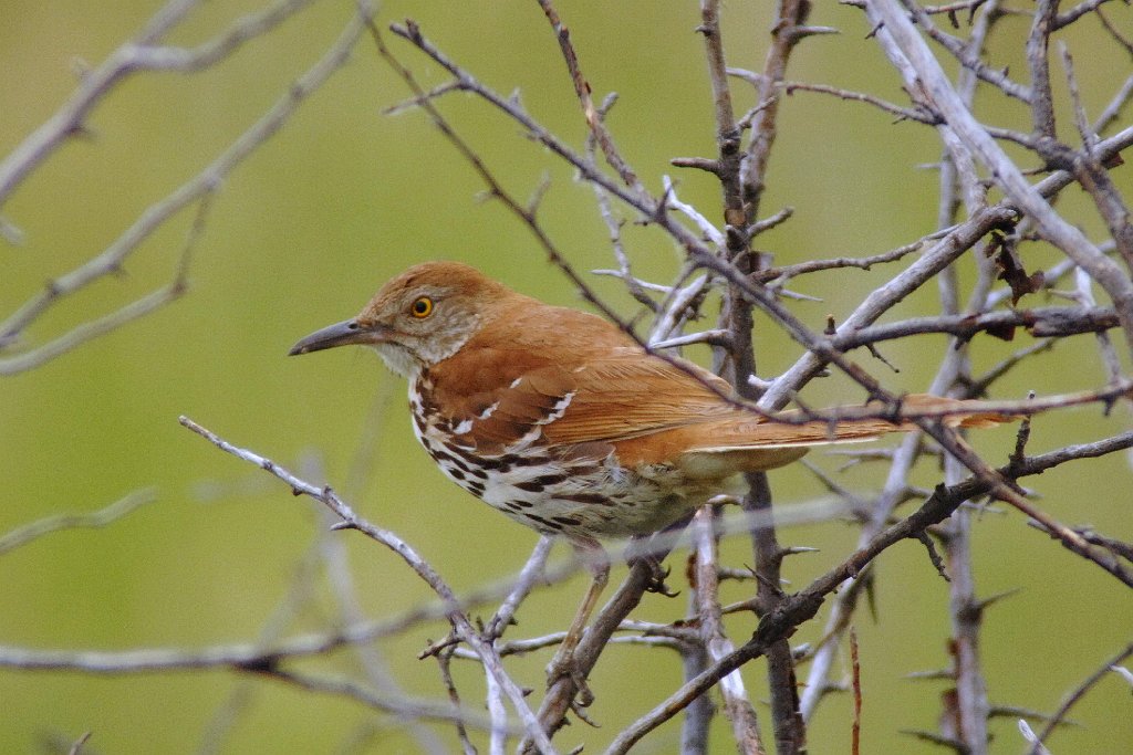 Thrasher, Brown, 2010-07064506 Buffalo Gap National Grasslands, SD.JPG - Brown Thrasher. Buffalo Gap National Grasslands, SD, 7-6-2010